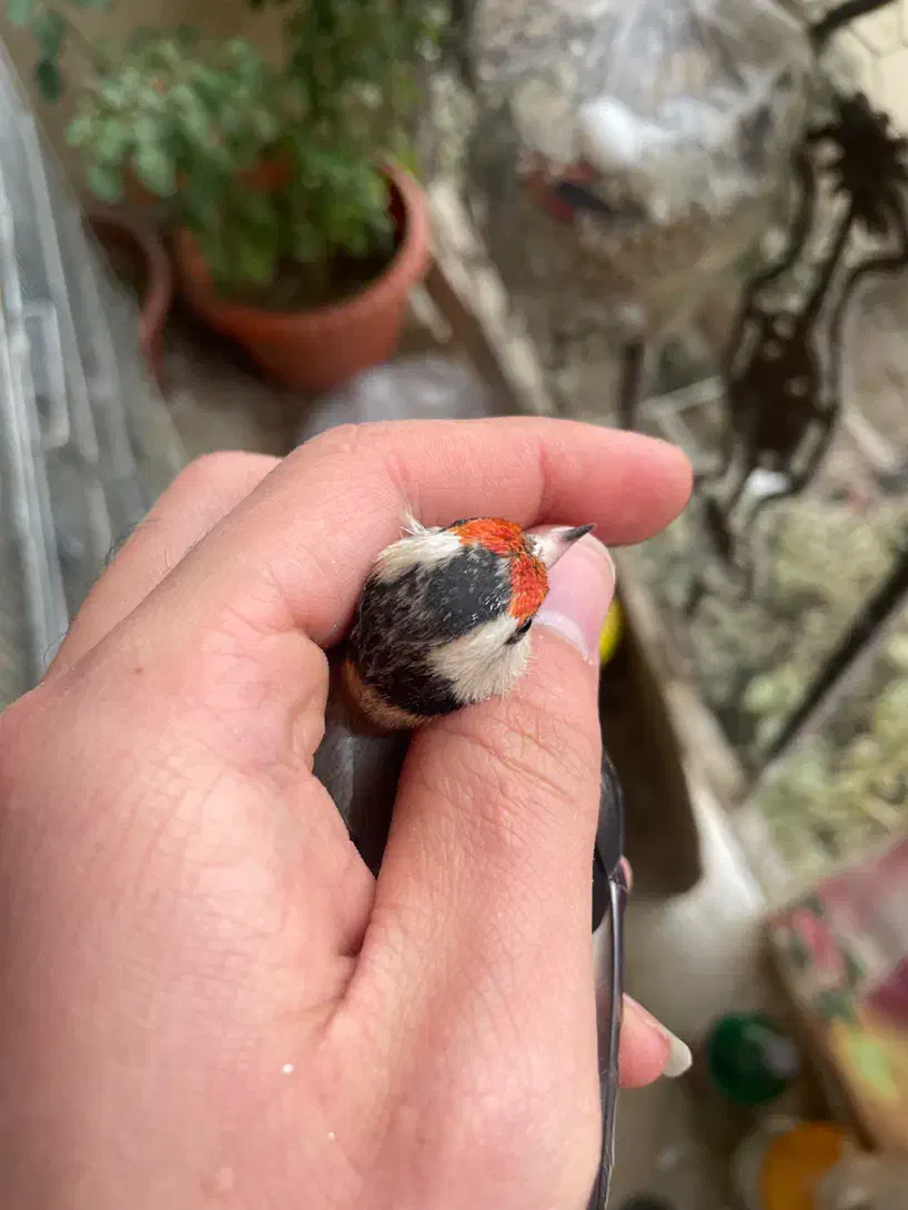 سهره دورگ داغسر|پرنده|تهران, جی|دیوار