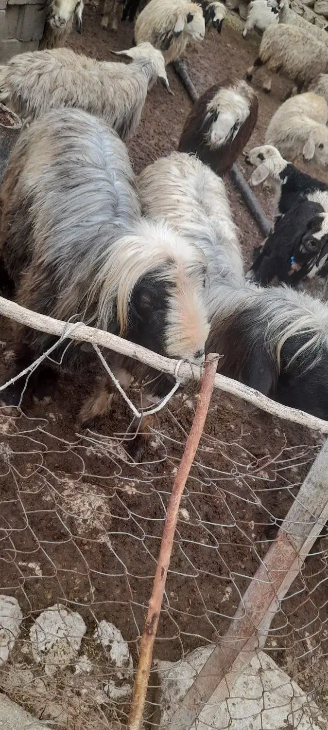 فروشی...|حیوانات مزرعه|میانکوه, |دیوار