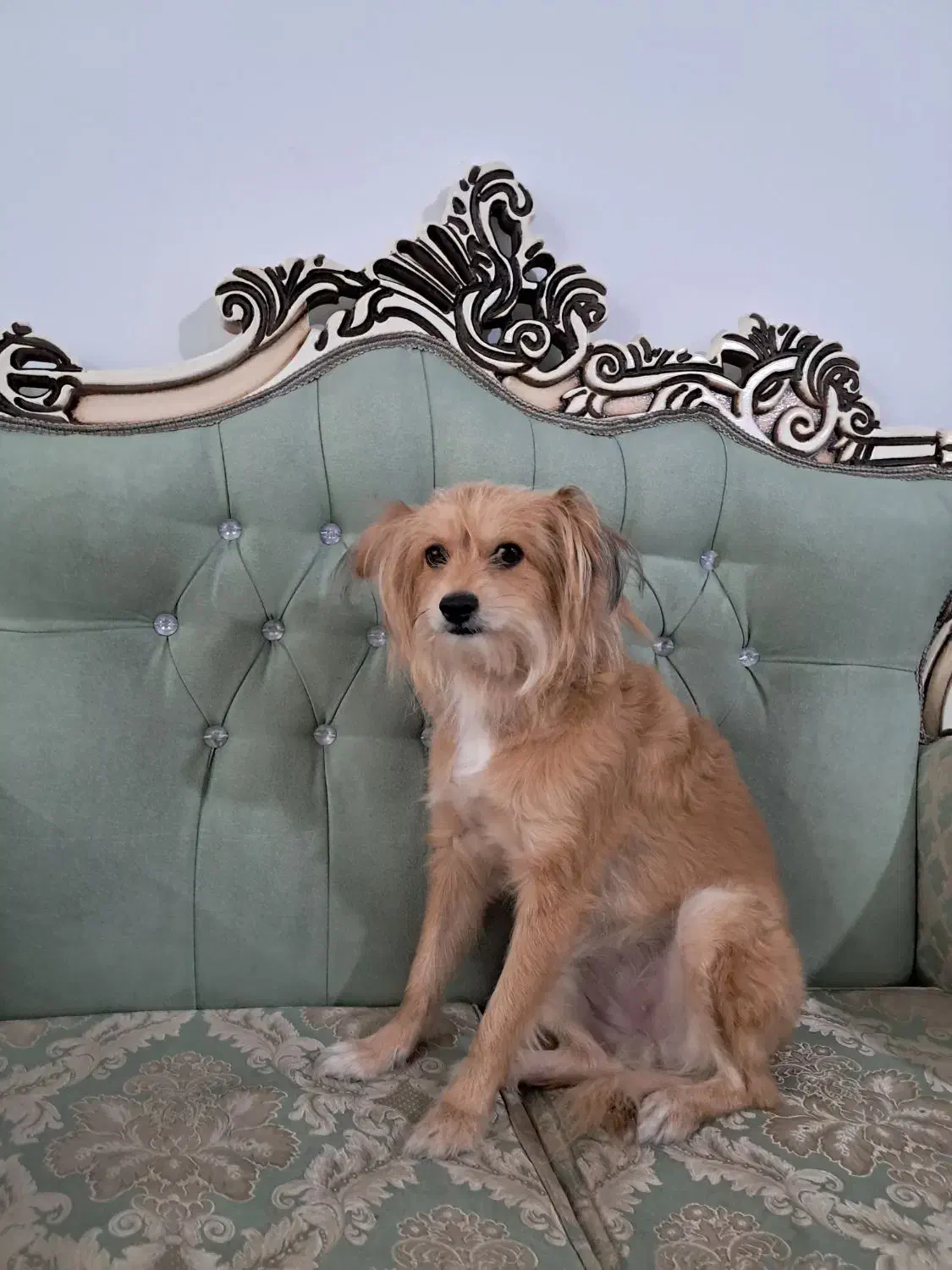 با سلام واگذار ی سگ ریگان|سگ|شیراز, پودنک|دیوار