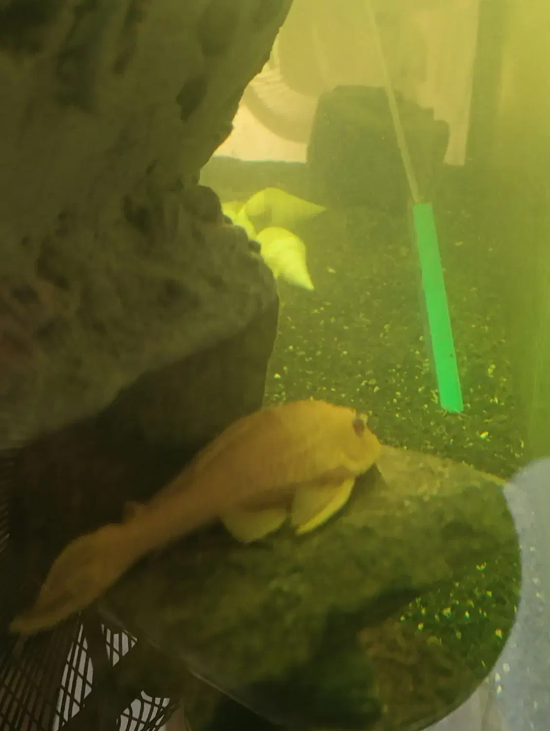 آکواریوم چینی با لوازم و ماهی|ماهی|مشهد, کوی ولیعصر|دیوار