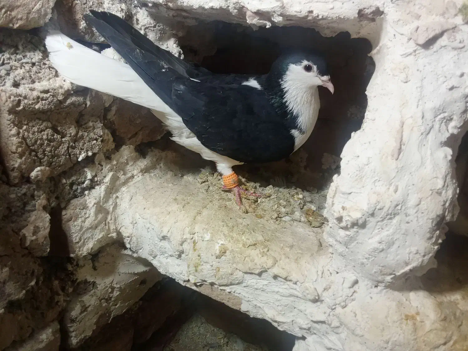 کبوتر ماده|پرنده|زبرخان, |دیوار