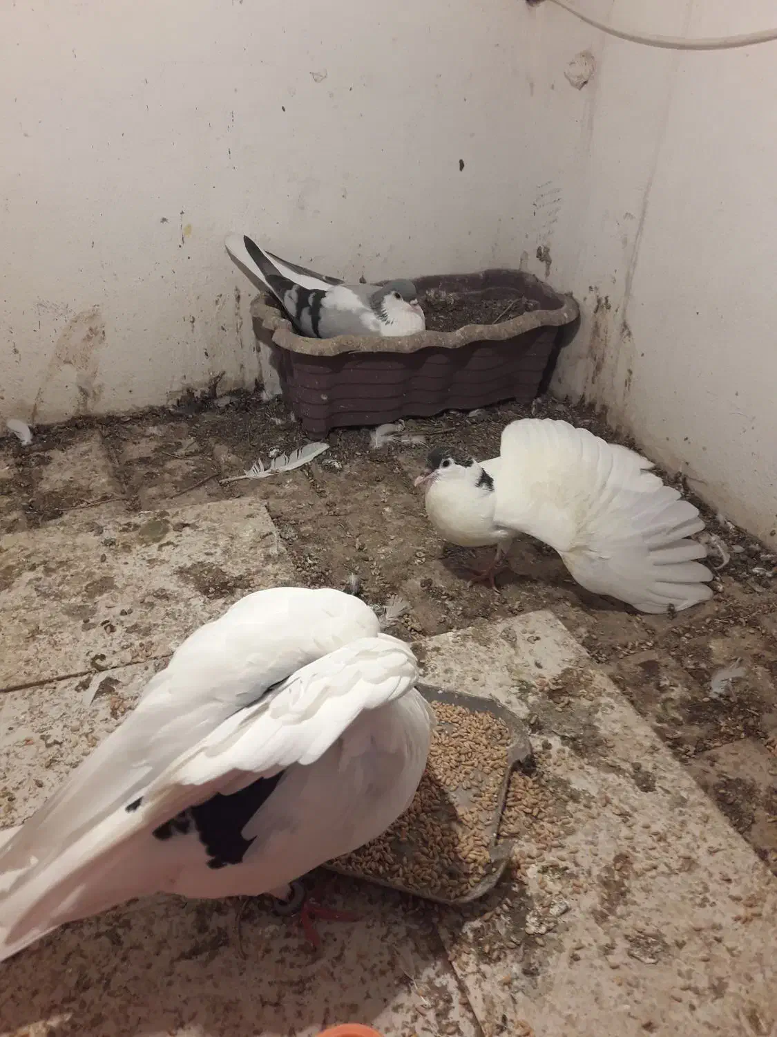 کبوتر|پرنده|مشهد, کوه سنگی|دیوار