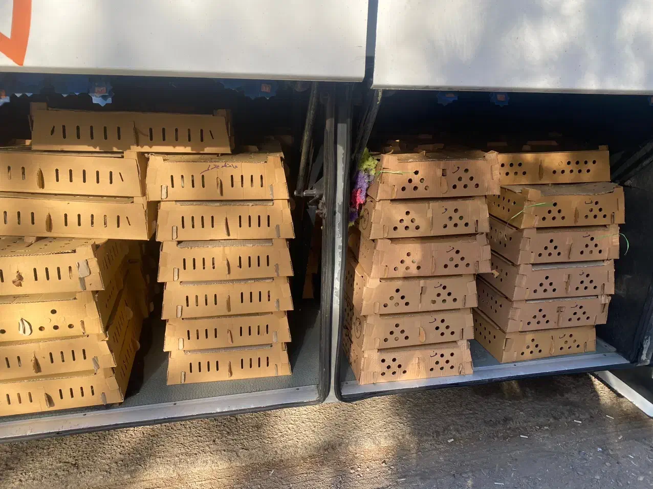 اردک پکنی|حیوانات مزرعه|نجف‌آباد, منتظری جنوبی|دیوار