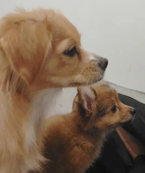 واگذار رایگان مادر وتوله|سگ|کرمان, |دیوار