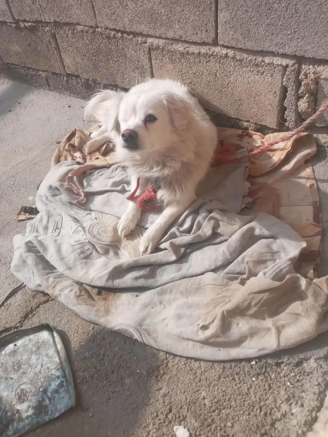 سگ ماده روباهی|سگ|اسلام‌‌آباد غرب, |دیوار