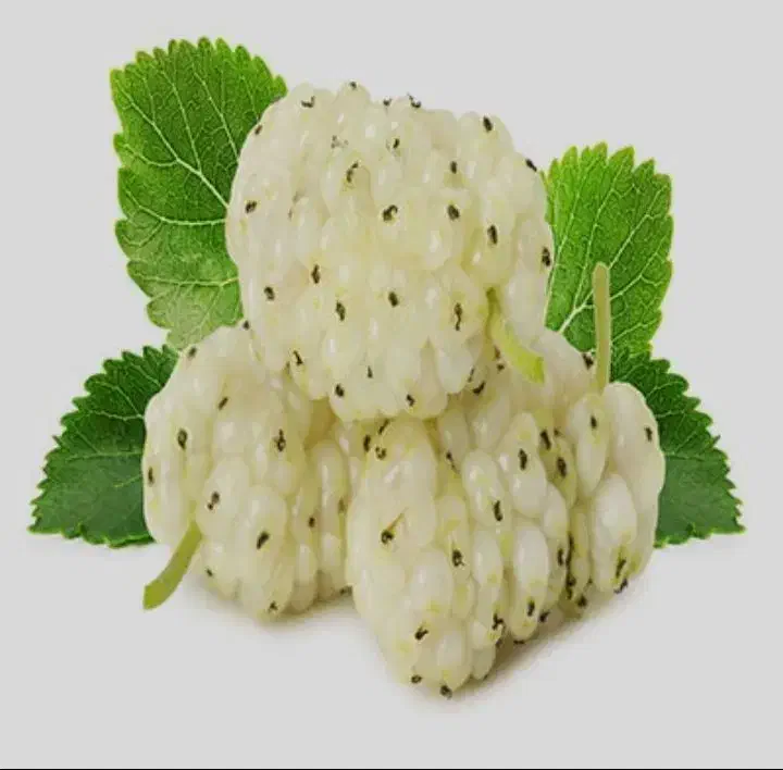 نهال انواع توت با کیفیت|خدمات باغبانی و درختکاری|کبودرآهنگ, |دیوار