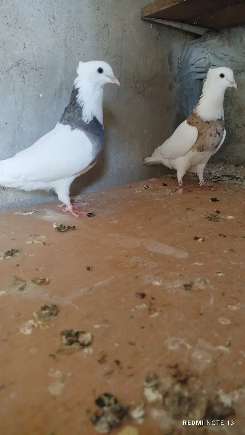 شوش|پرنده|شوش, |دیوار