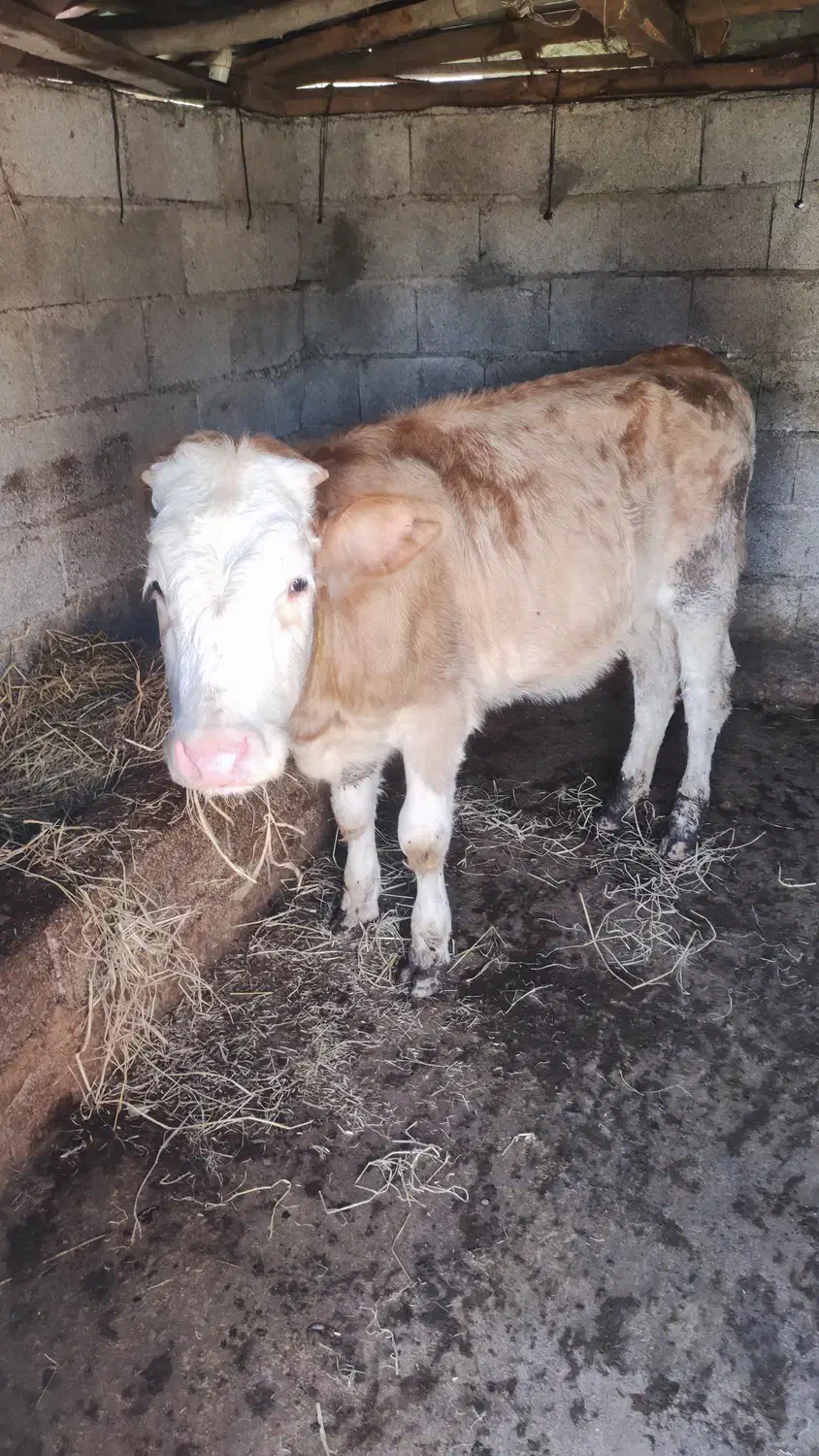 ریشه سیمینتال13ماهه|حیوانات مزرعه|شاندرمن, |دیوار