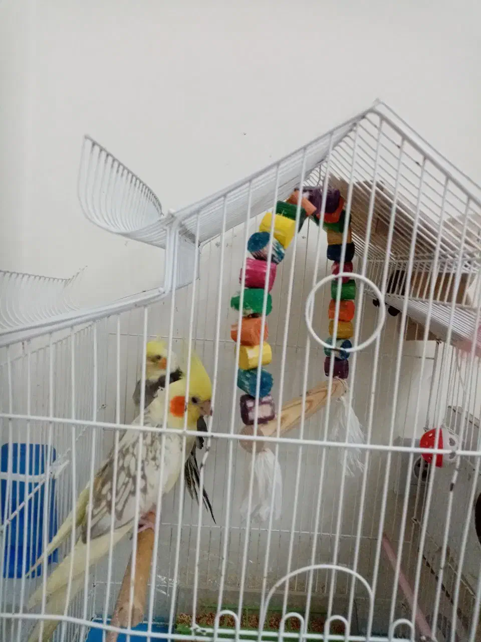 عروس هلندی با قفس|پرنده|سهند, |دیوار