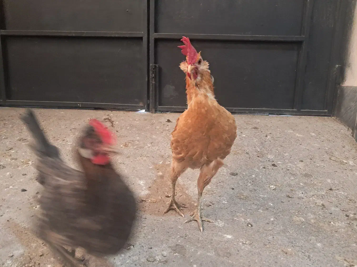 تخم نطفه داری لری|حیوانات مزرعه|ماهدشت, |دیوار