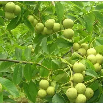 نهالستان فروش انواع نهال های اصلاح شده گردو بادام|خدمات باغبانی و درختکاری|همدان, |دیوار