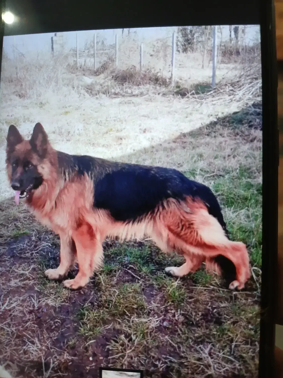 سگ ژرمن شولاین ماده|سگ|رشت, حومه رشت|دیوار