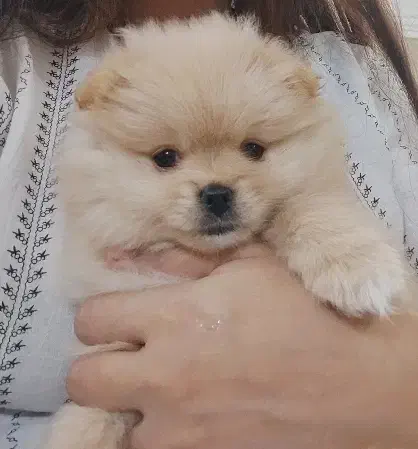 پامر خرسی ماده|سگ|بندرعباس, |دیوار