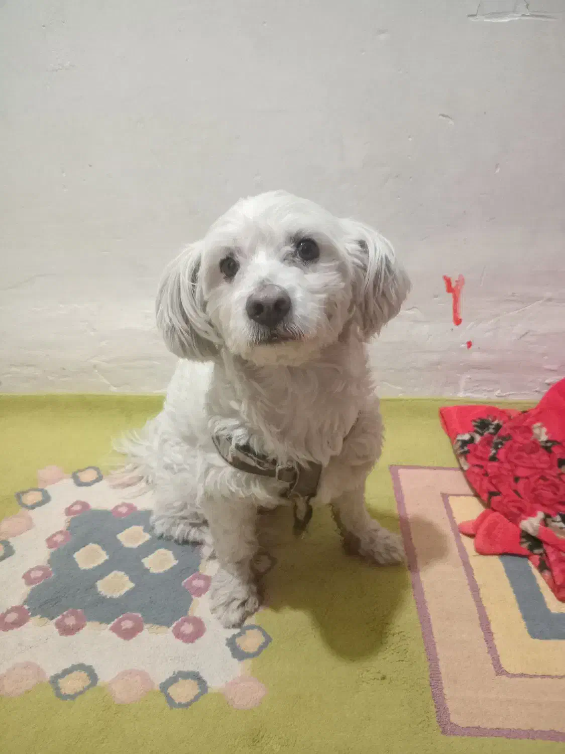 سگ پودل نر|سگ|سرخه حصار, |دیوار