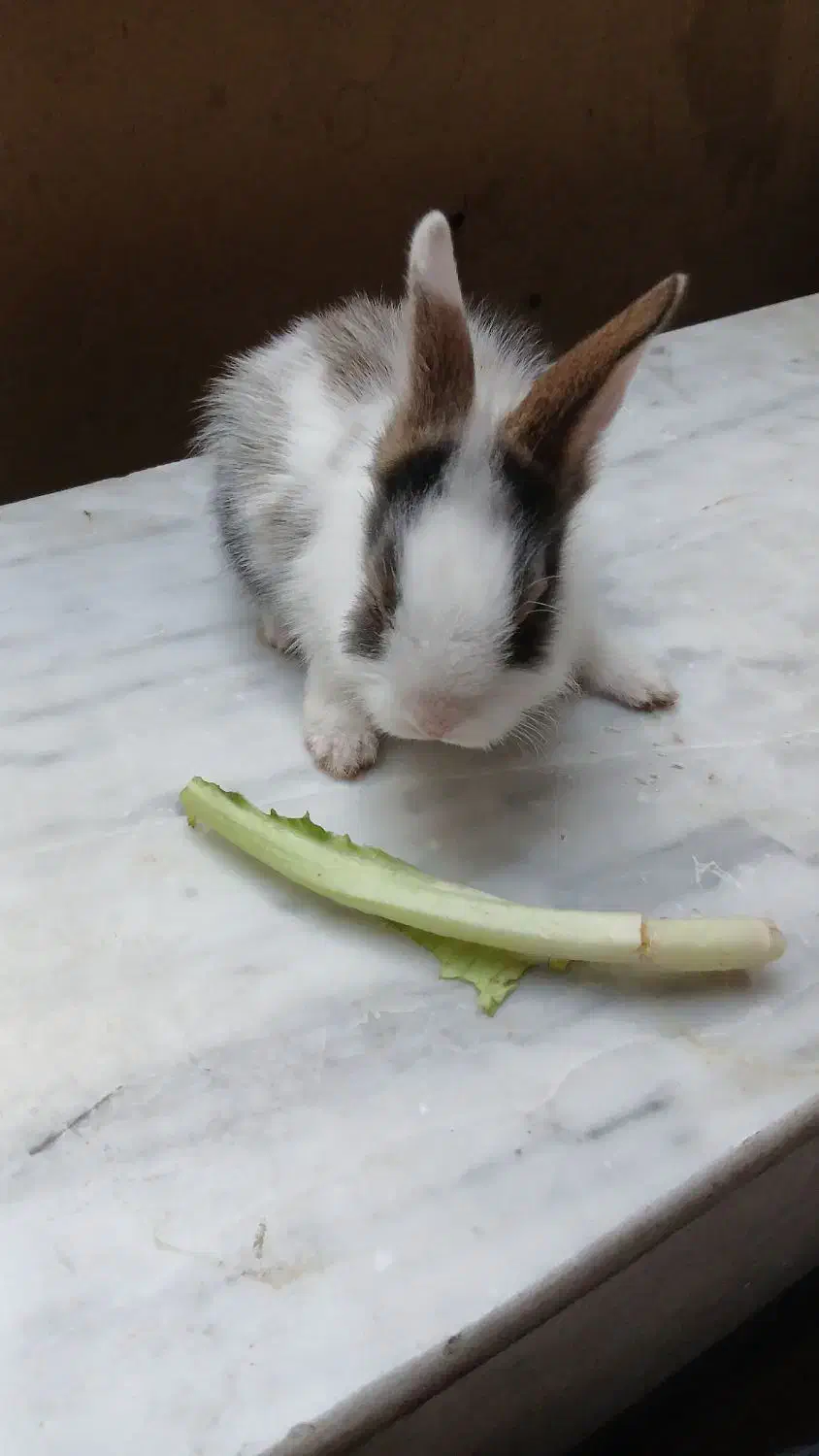 خرگوش|موش و خرگوش|کرمانشاه, |دیوار