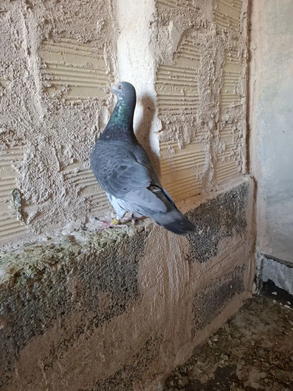 کبوتر پلاکی|پرنده|اصفهان, مهدی آباد|دیوار