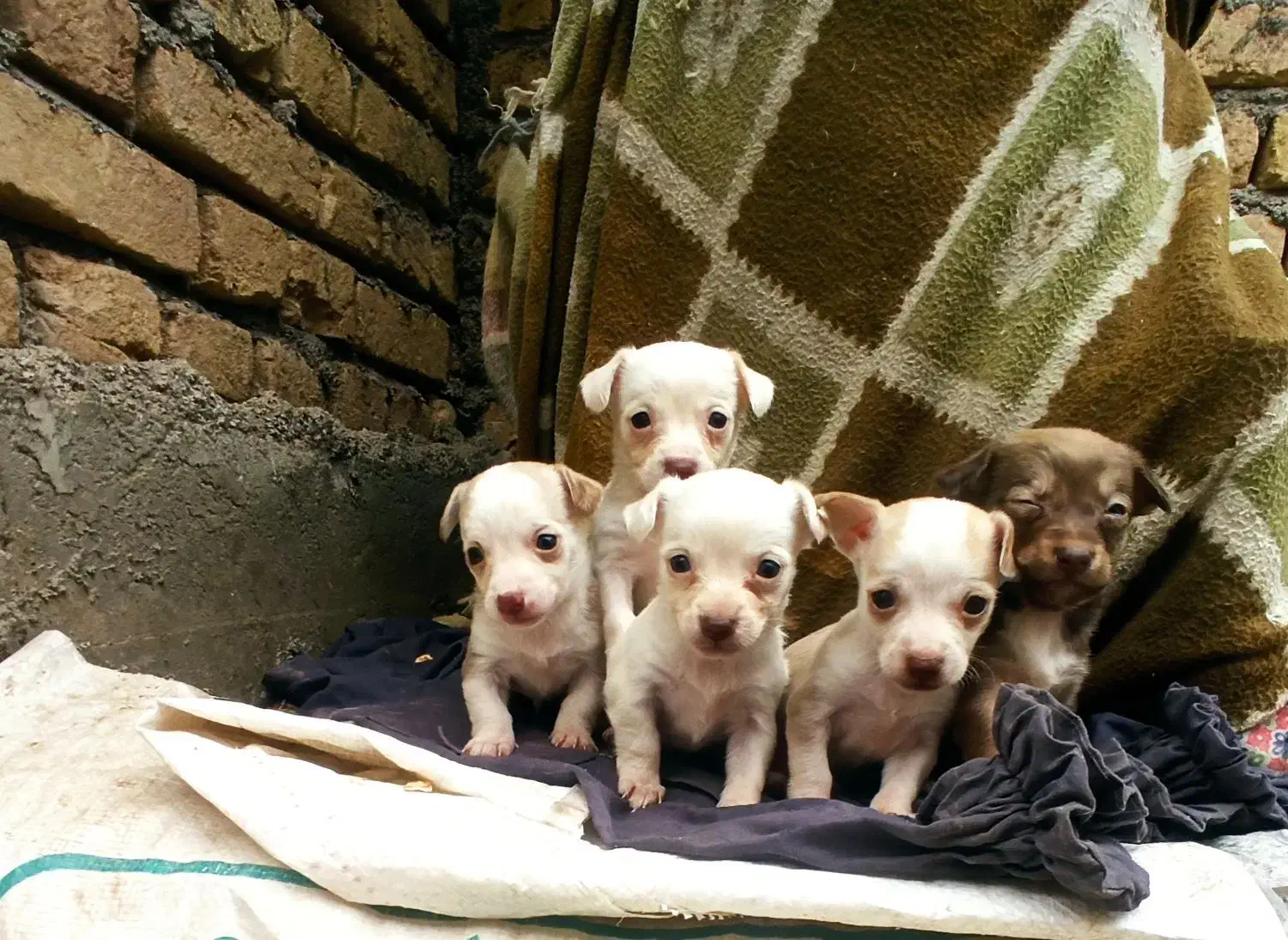 پاکوتا جیبی سایز بسیار ریز|سگ|آق قلا, |دیوار