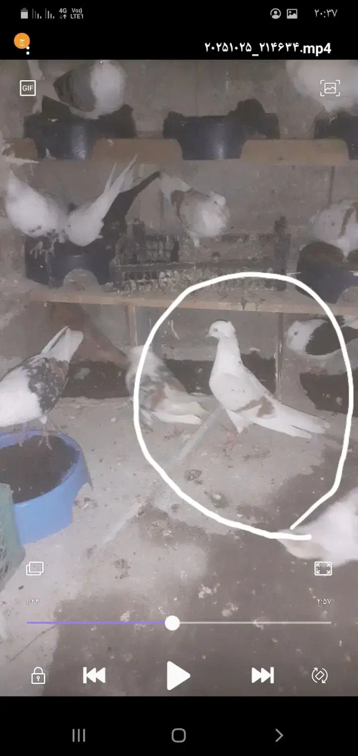 گمشده|حیوانات|پلدختر, |دیوار