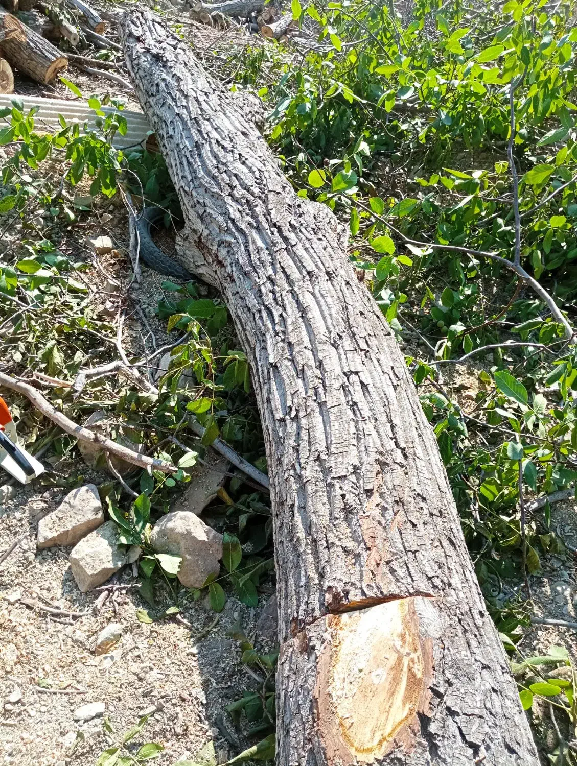 خریدارانواع چوب باغی|خدمات باغبانی و درختکاری|فیروزکوه, |دیوار