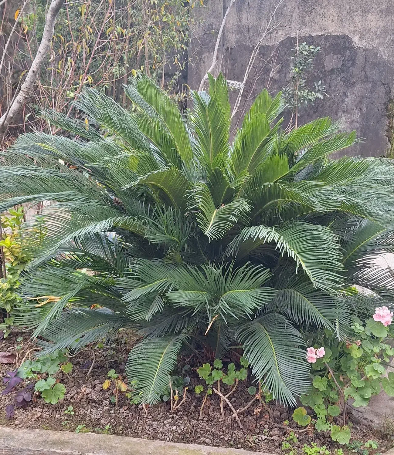 گل سیکاس|گل و گیاه طبیعی|رشت, حومه رشت|دیوار