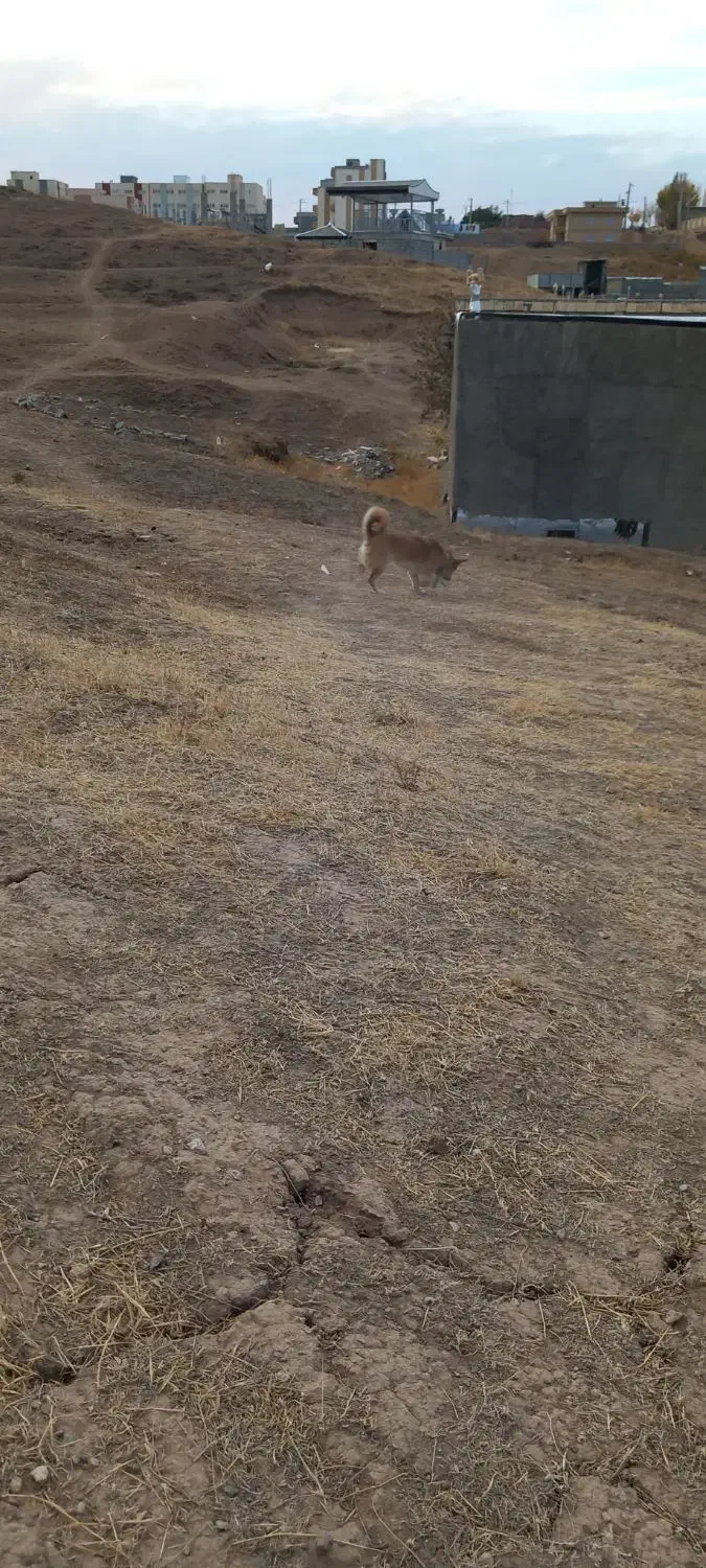 واگذاری پاکوتاه بیستی حساس به کوچکترین صدا|سگ|هشترود, |دیوار