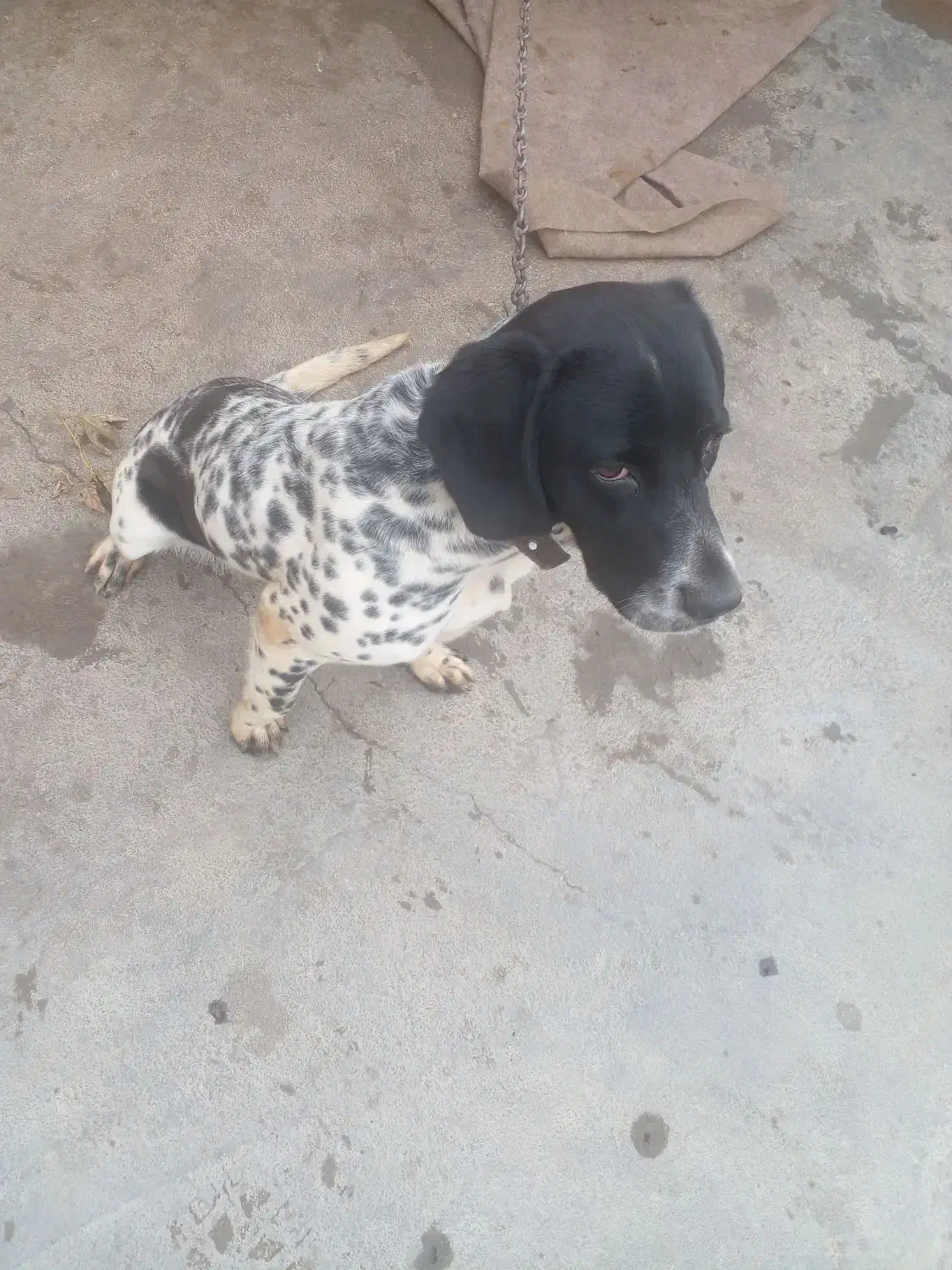 سگ پیونتر|سگ|میاندوآب, |دیوار