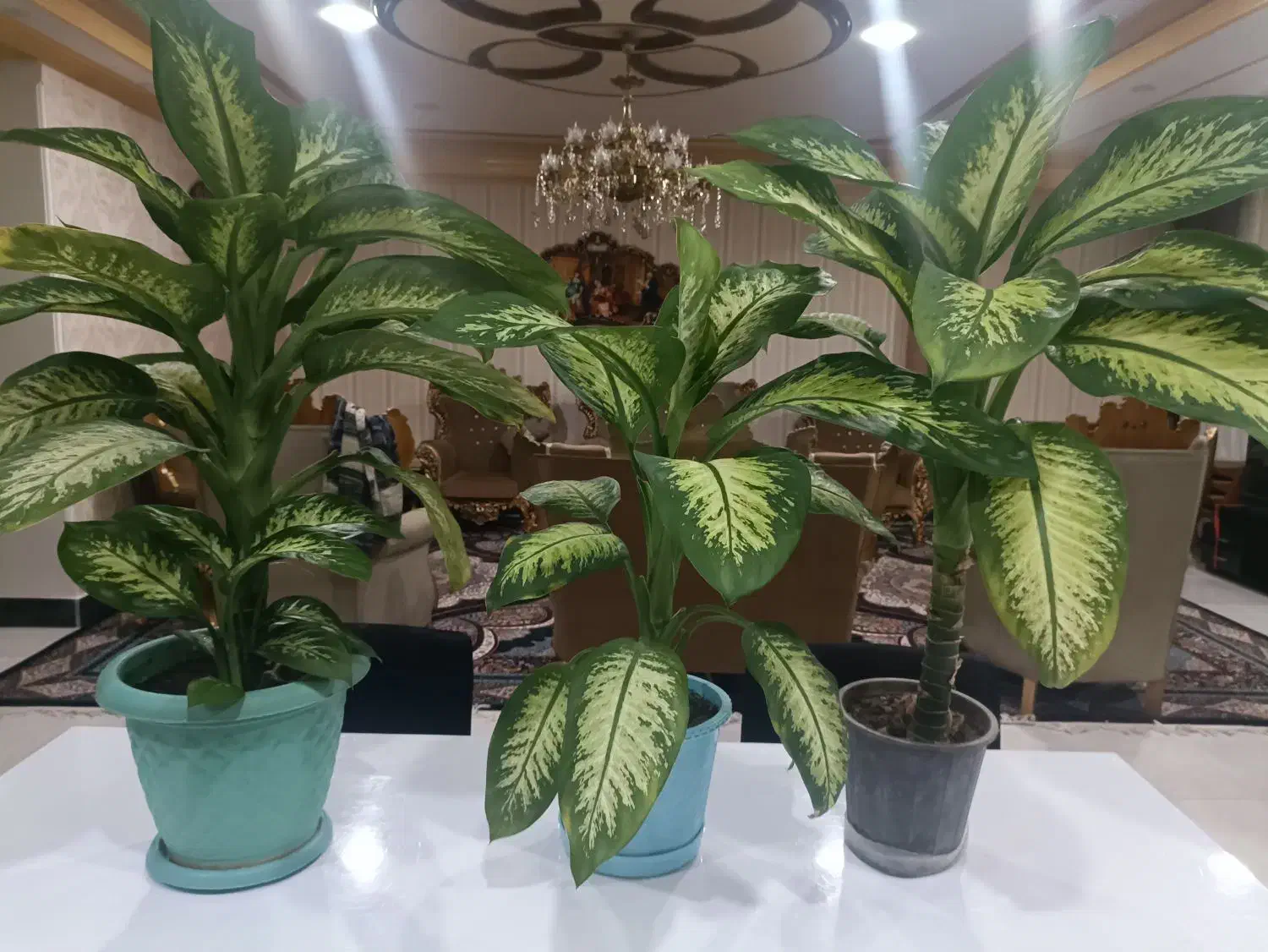 گل و گیاه|گل و گیاه طبیعی|ایذه, |دیوار