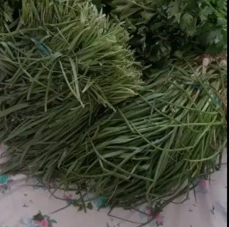 سبزی|خوردنی و آشامیدنی|ایوان, |دیوار
