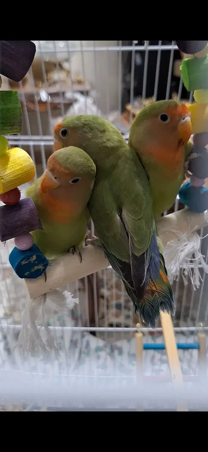سه تا جوجه طوطی برزیلی دوماهه|پرنده|تهران, مسعودیه|دیوار