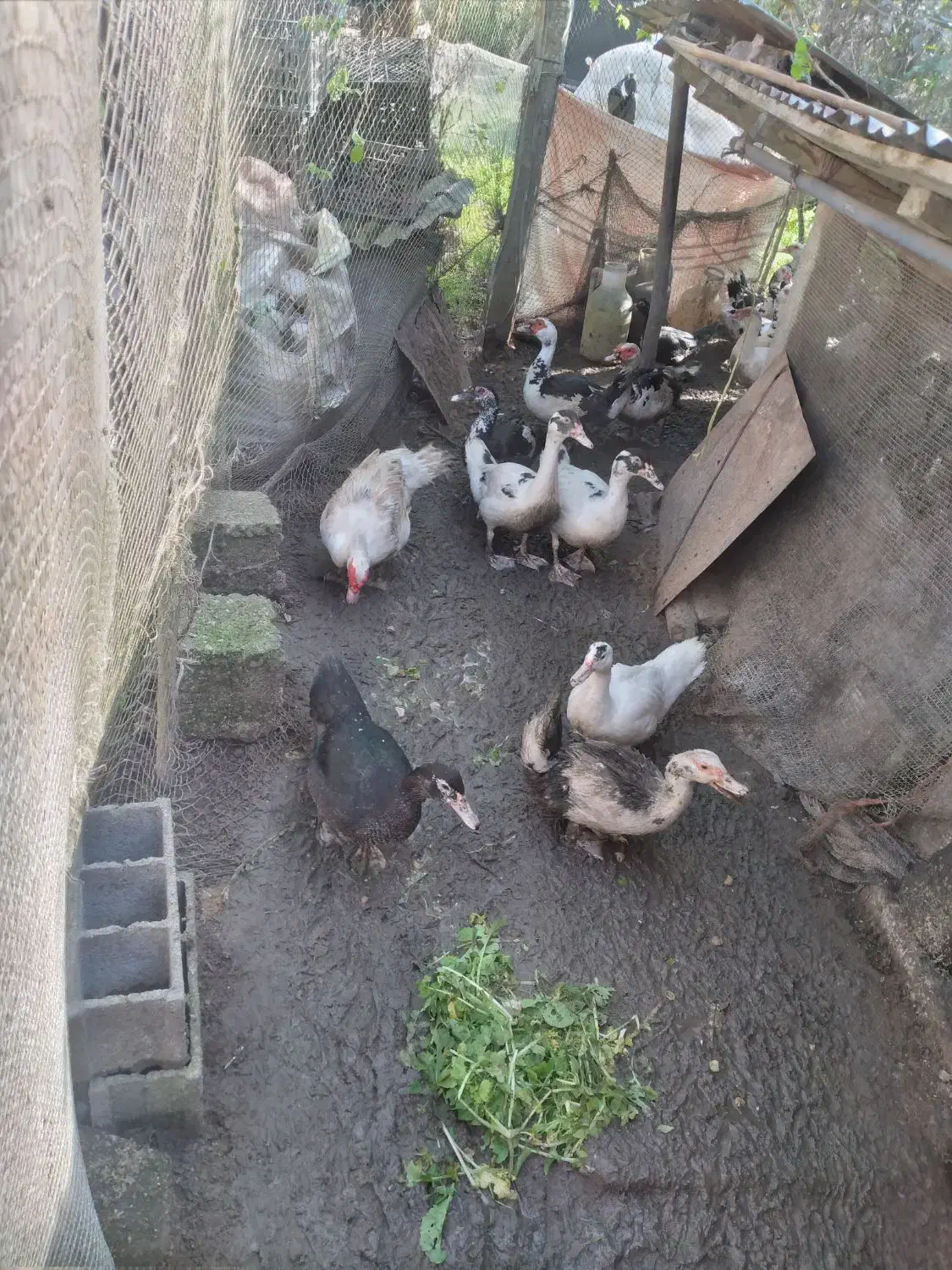 تعداد محدود اردک درشت نر و ماده|حیوانات مزرعه|رودبنه, |دیوار