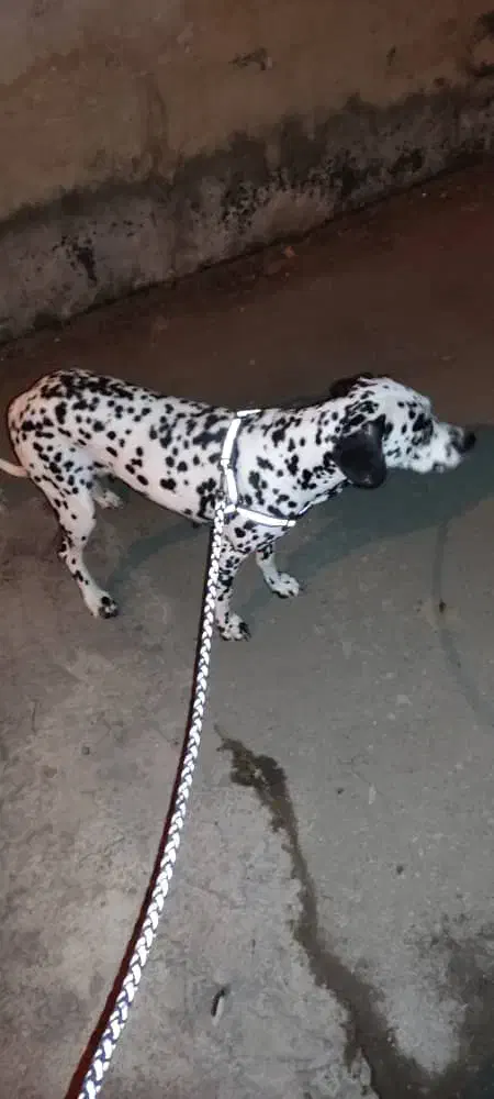 دالیشمن  ماده|سگ|آستانه اشرفیه, |دیوار