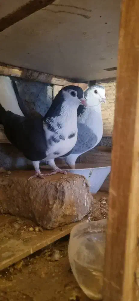 دمگیر قدیمی|پرنده|برخوار, |دیوار