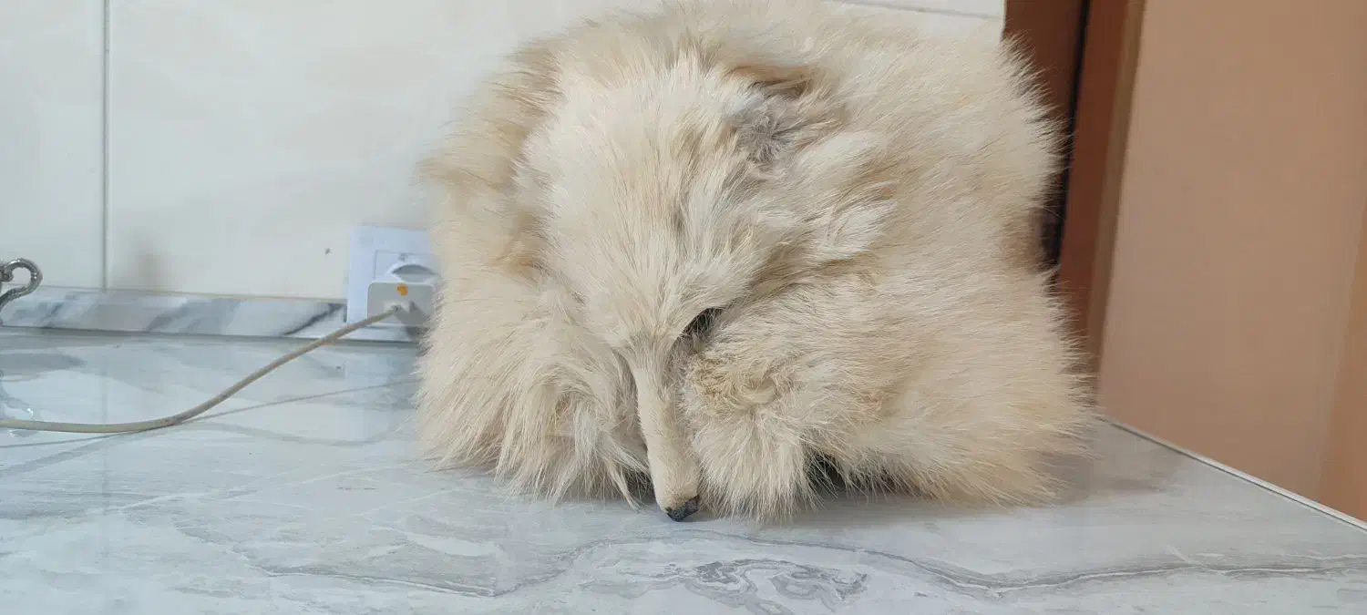 کلاه روسی (کت پوست)|لباس|پرند, فاز ۴|دیوار