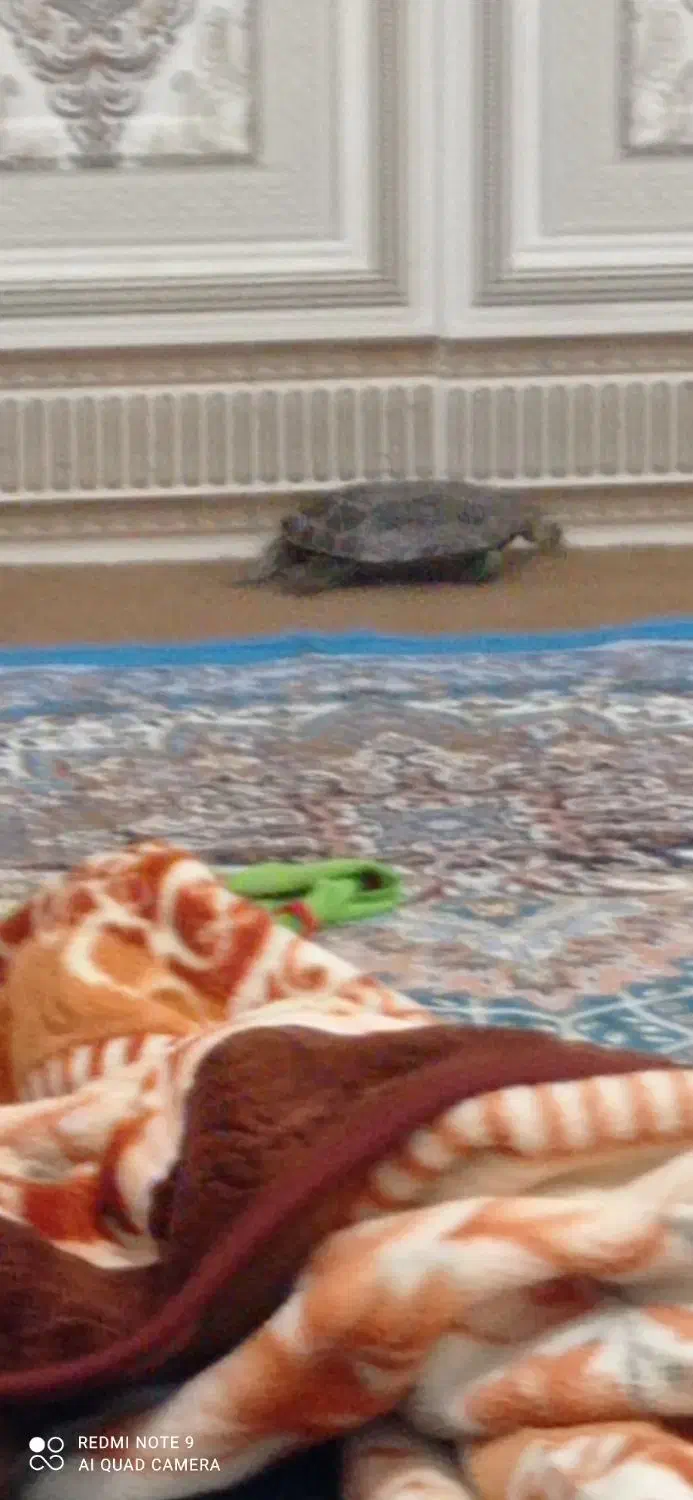 حیوان خانگی|حیوانات مزرعه|چابهار, |دیوار