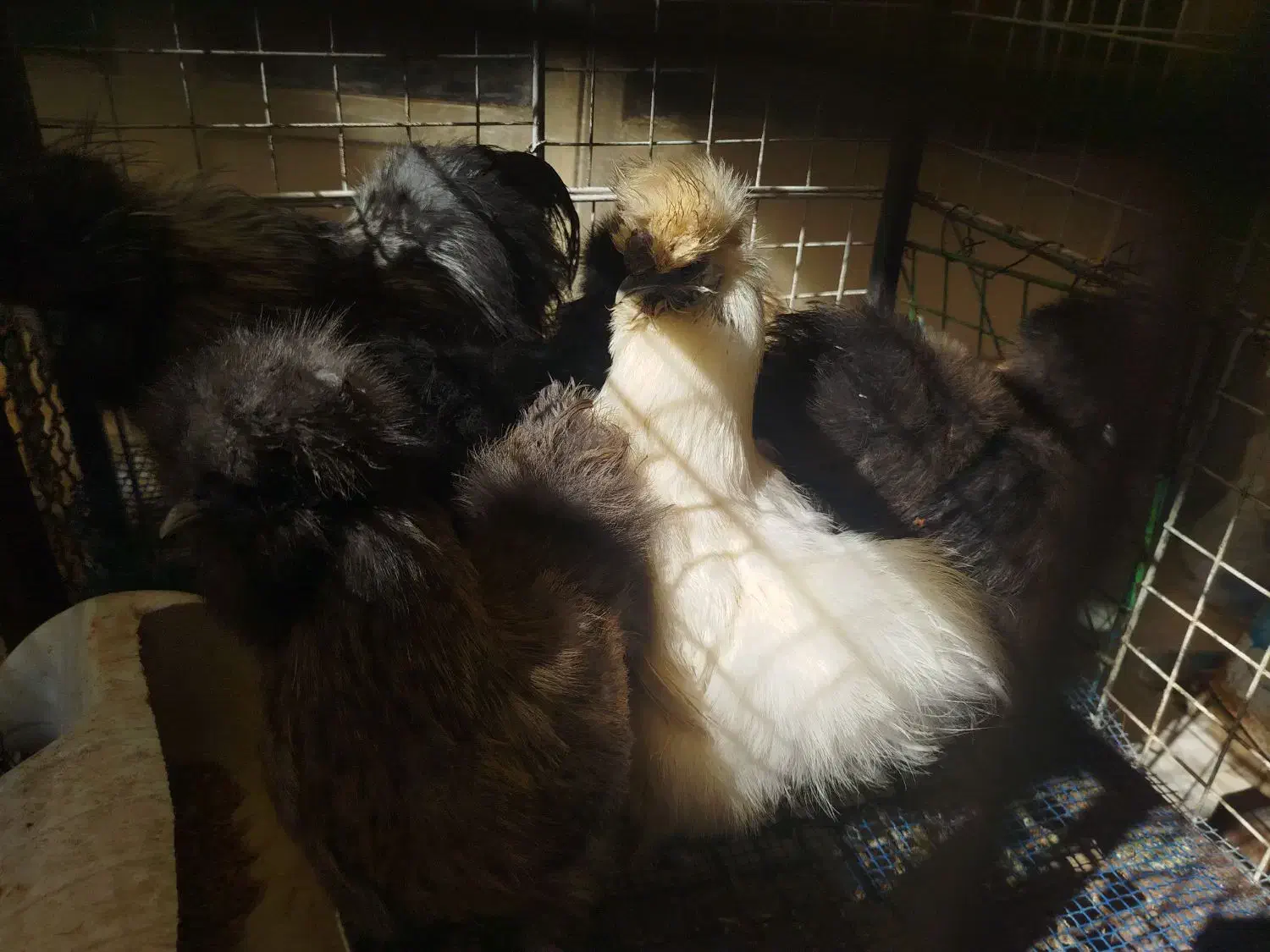 اجتماعی|ماهی|شوشتر, |دیوار