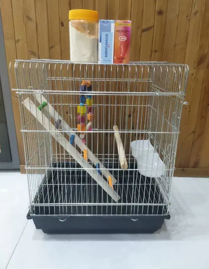 عروس هلندی یک ماهه|پرنده|شیراز, قلات|دیوار