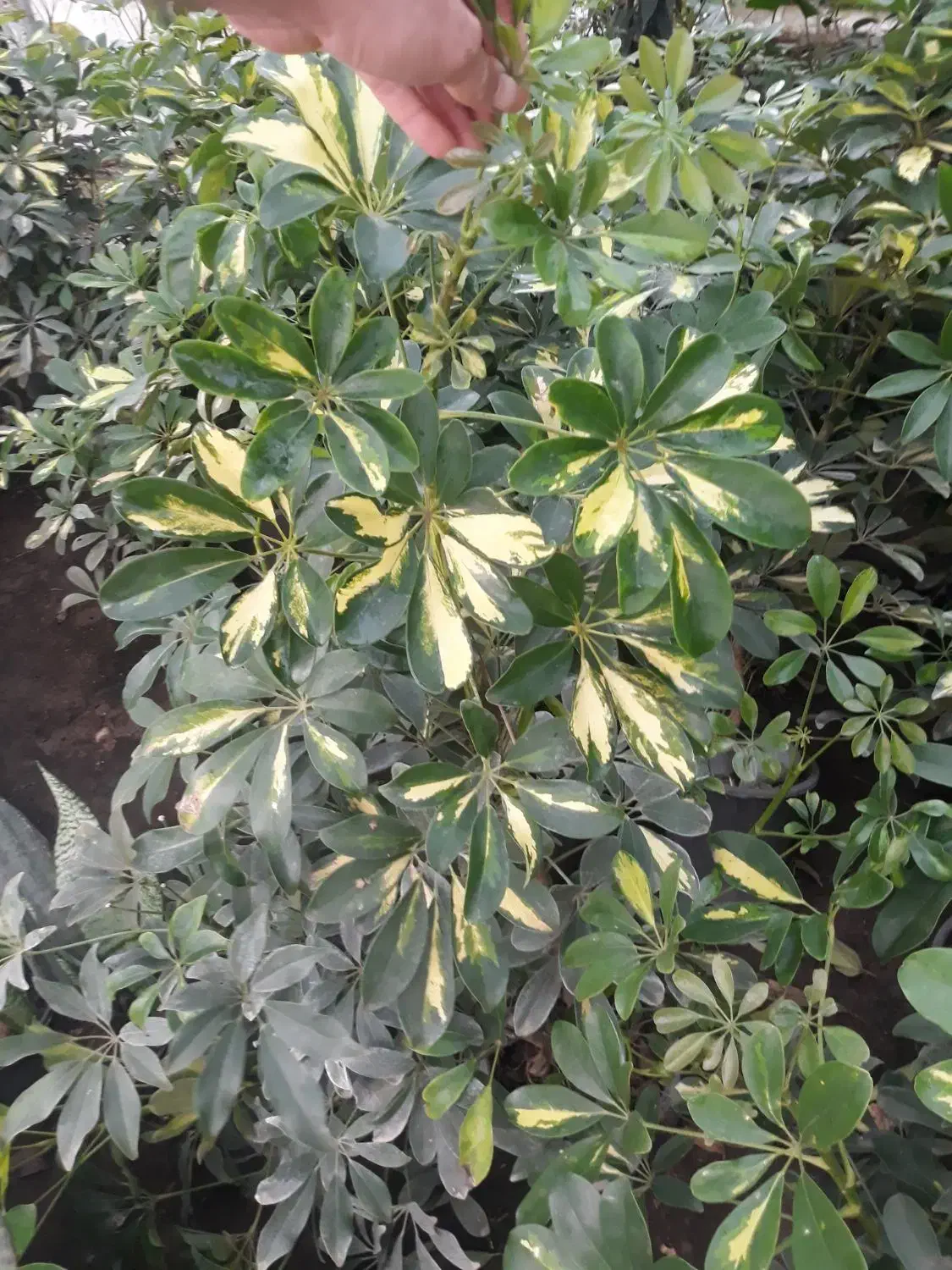 گلهای اپارتمانی|گل و گیاه طبیعی|کوچصفهان, |دیوار