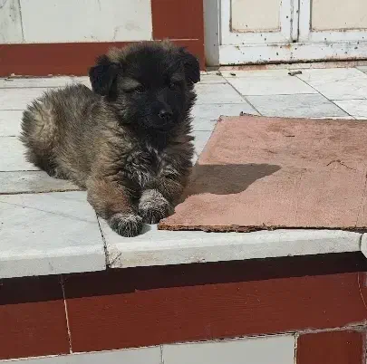 سگ نگهبان|سگ|یزد, |دیوار