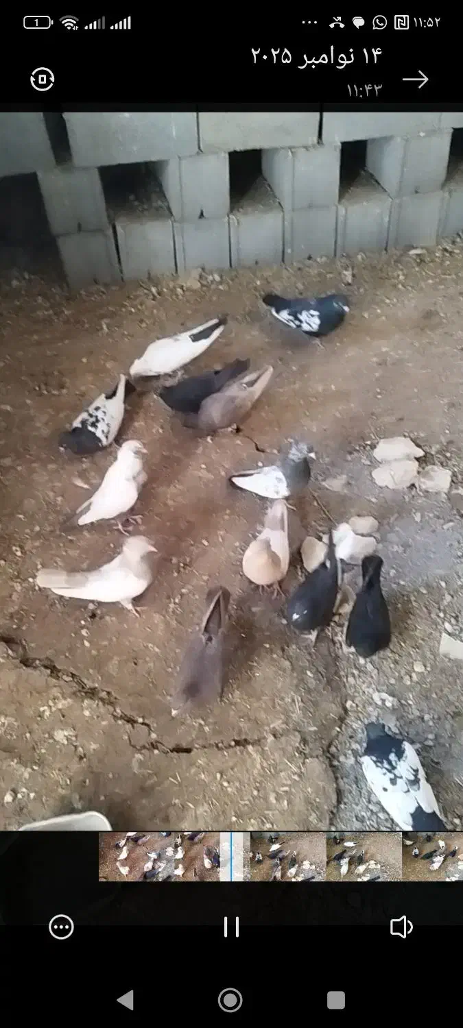 فروش دسته بهبهانی|پرنده|مرودشت, محمد آباد|دیوار