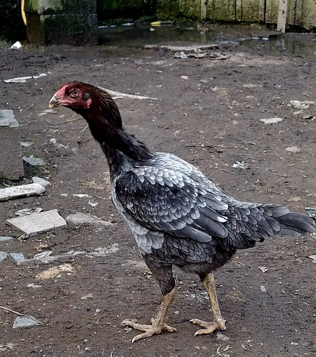 فروش جوجه لاری|حیوانات مزرعه|بابل, |دیوار