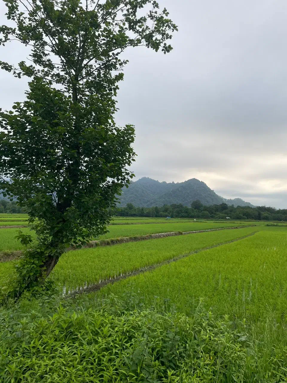 مزرعه ۲/۵۶۴متر مناسب سرمایه‌گذاری در تالش‌دیگه‌سرا|فروش دفتر صنعتی، کشاورزی، تجاری|اسالم, |دیوار