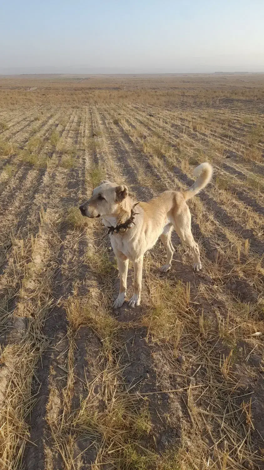 وگذاری سگ گله|سگ|آبکوه, |دیوار