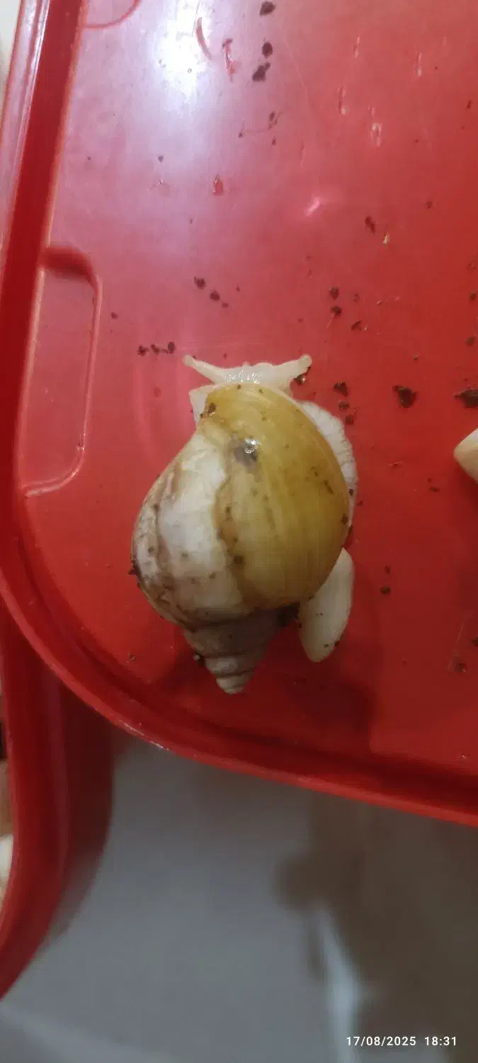 حلزون آلبینو . آچیتا|خزنده|قرچک, میرزائی جنوبی|دیوار