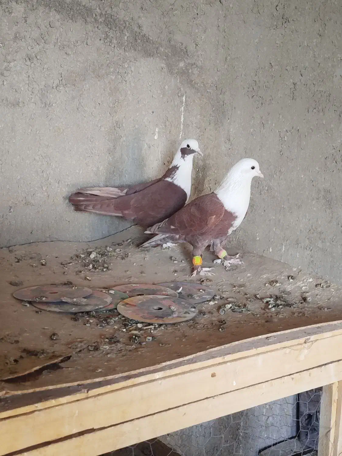 کلاغ سرخ|پرنده|نیشابور, خیام|دیوار