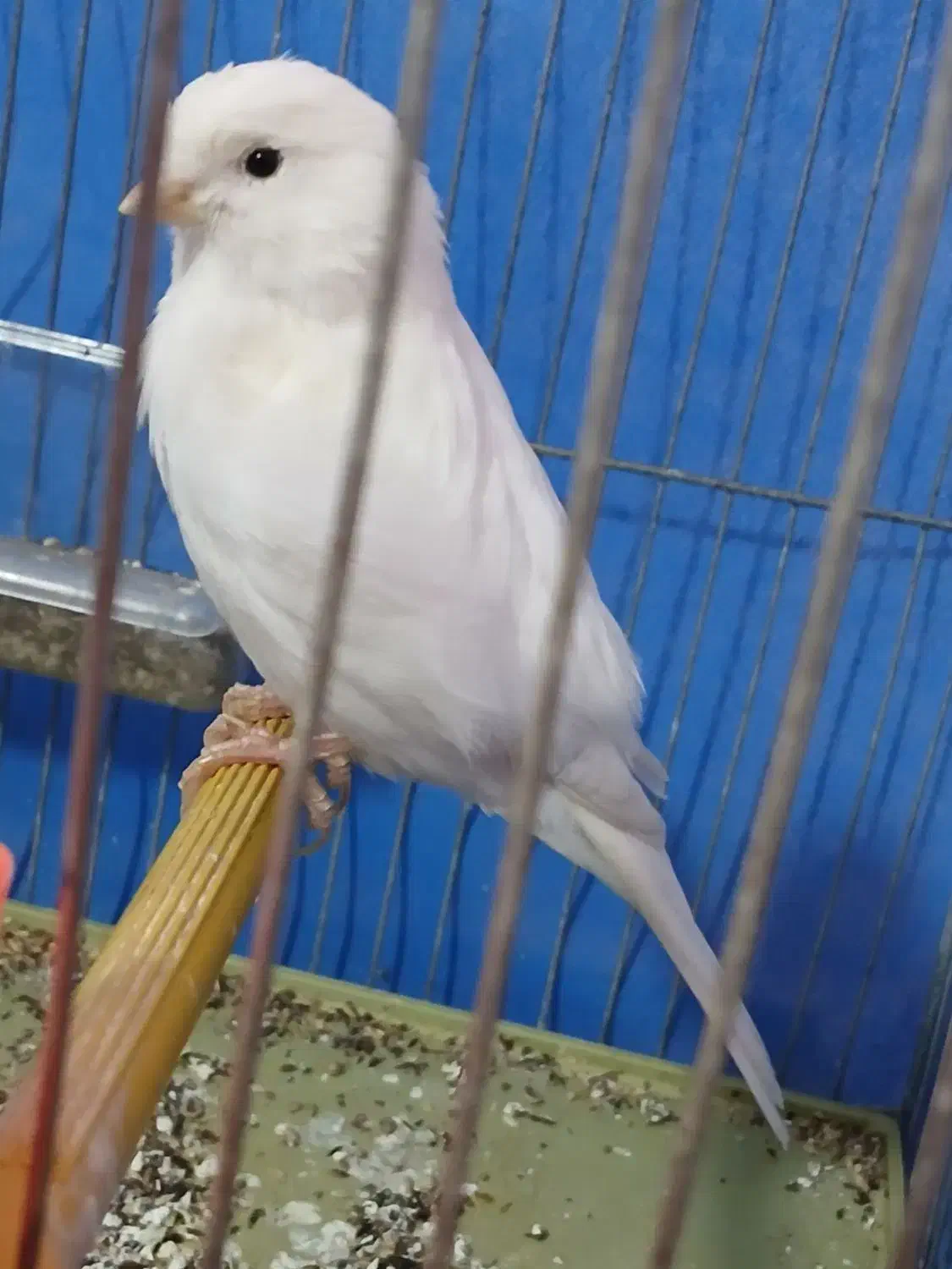 قناری نر سفید|پرنده|شاهین‌شهر, گرگاب|دیوار