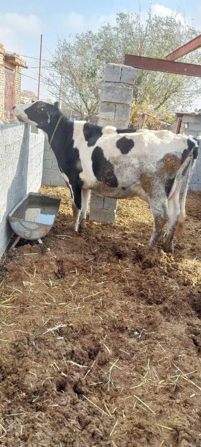 گاو شیری|حیوانات مزرعه|گلبهار, بیزکی|دیوار