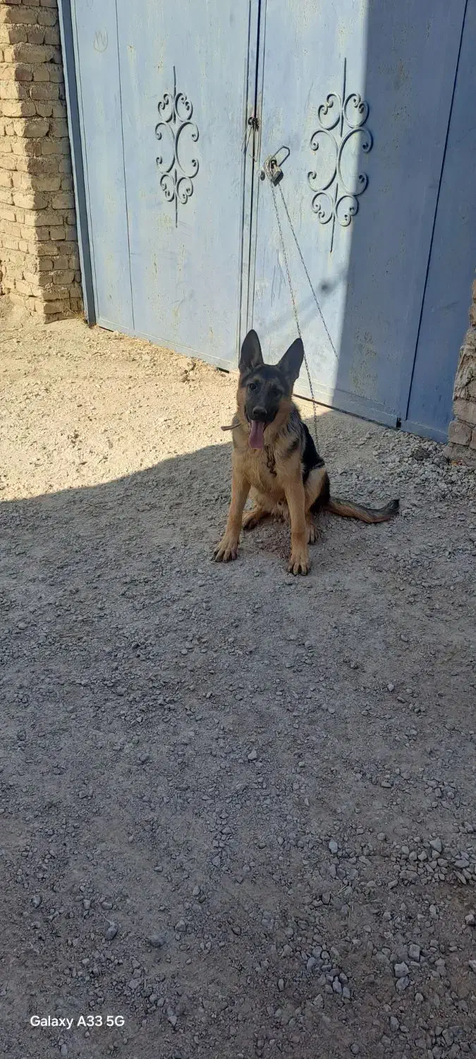 سگ ژرمن ۶ماه|سگ|همدان, |دیوار