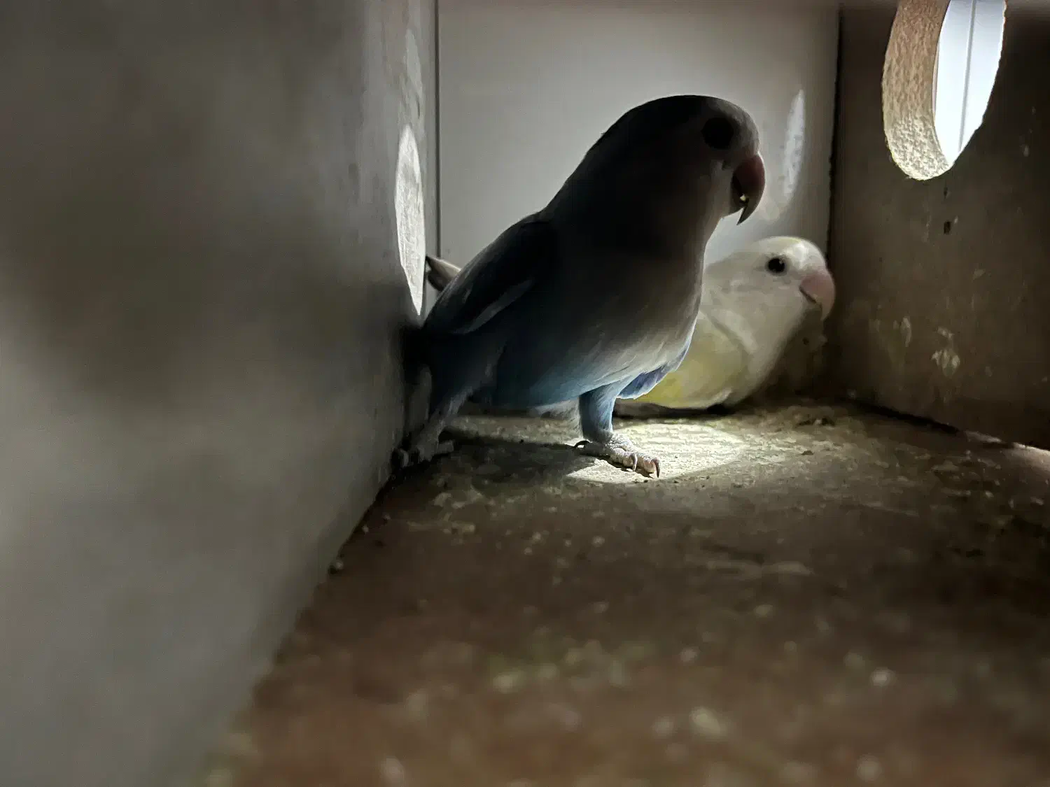 پرنده|پرنده|خواف, |دیوار