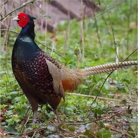 پرنده تزیئنی|حیوانات|بجنورد, |دیوار