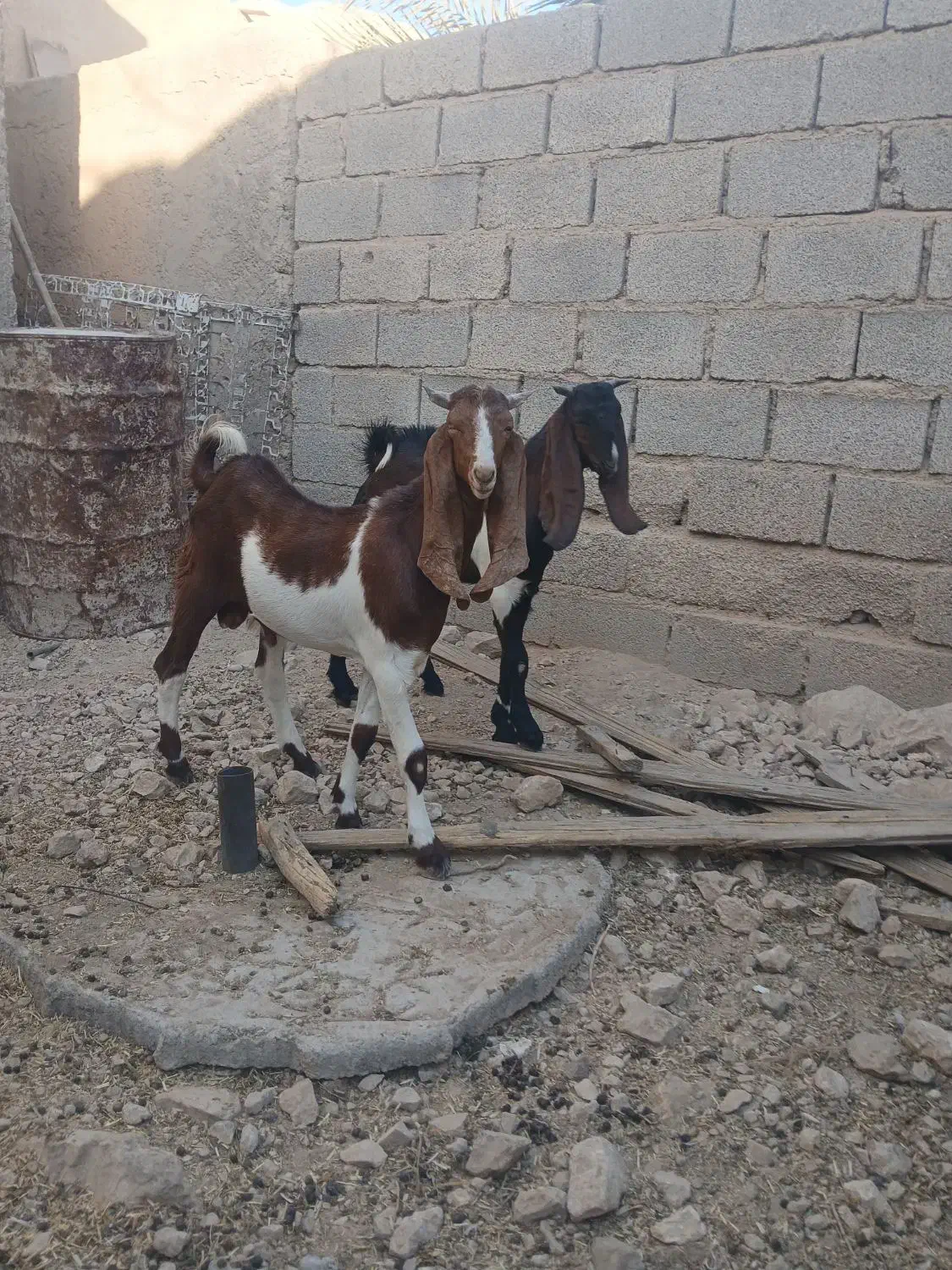 دو عدد کهری نر بزری مخصوص داشت|حیوانات مزرعه|شیراز, کوشک بیدک|دیوار